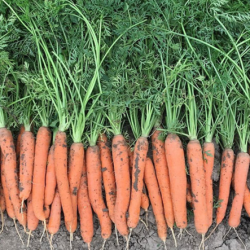 Marchew Caribou  F1 100 tyś nas. precyzja st